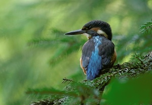 Fichten-Eisvogel  ND