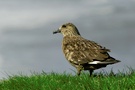 Skua - ND