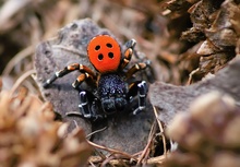 Rote Röhrenspinne ND