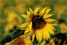 Sommer Ade