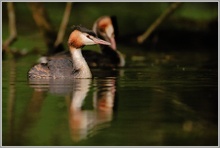 Haubentaucher (Podiceps cristatus)