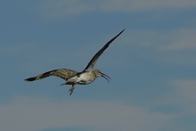 Regenbrachvogel - ND