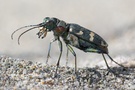 Wald-Sandläufer - Cicindela silvatica - 1  (ND)