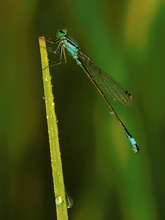 Grosse Pechlibelle - Ischnura elegans (ND)