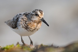 Sanderling