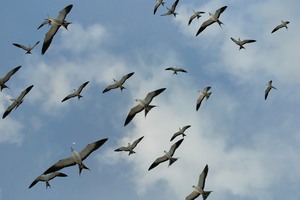 Sooty Tern Reload