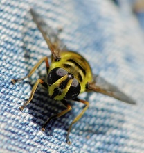 Jeansfliege