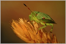 Grüne Stinkwanze (Palomena prasina)