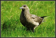 Noch ne Skua - ND