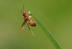 Beflügelte Ameise