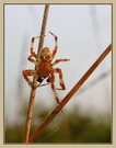 Diese Spinne...(ND)