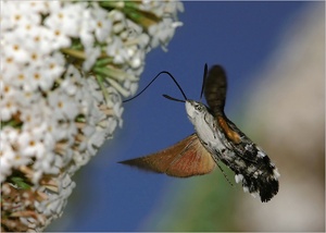 Taubenschwänzchen ..(ND)