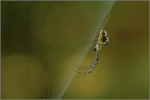 Herbstspinne (Metellina sp.) ND