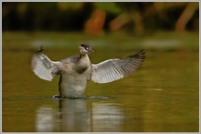 Haubentaucher (Podiceps cristatus), Jungtier