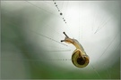 Schnecke im Spinnennetz ND