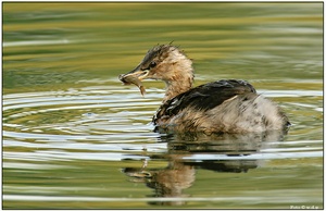 Zwergtaucher