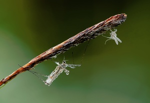 2 Mücken beim schlafen