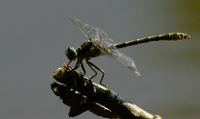 Franz. Keiljungfer mit Larvenhülle