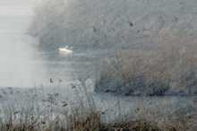 Schwäne im Schneetreiben ND