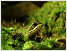 Wasserfrosch          (ND)