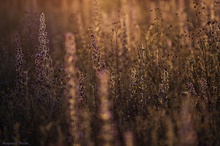 Echium vulgare