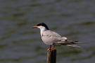 elegante Seeschwalbe