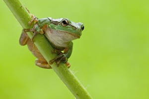 Laubfrosch