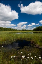 Hahn-Wolken im Moor