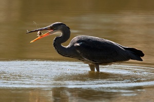 Graureiher beim Fischfang