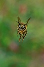 Honigbiene 2