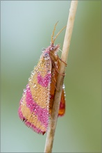 ~ Ampfer-Purpurspanner (Lythria cruentaria) ~