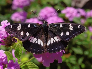 BLAUSCHWARZER EISVOGEL (4)