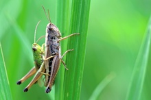 Heuschreckenliebe