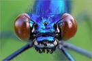 Portrait der Gebänderten Prachtlibelle (Calopteryx splendens)