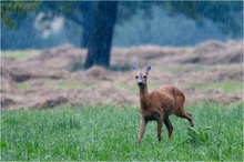 Reh im Regen