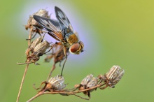 Raupenfliege vor Skabiose