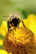 Fleißiges Bienchen