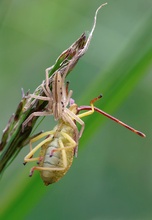 Laufspinne mit Beute