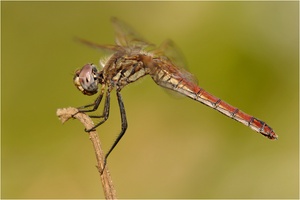 Trithemis annulata - Weibchen