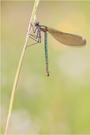 Gebänderte Prachtlibelle (Calopteryx splendens)