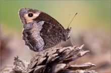 ~ Kleiner Waldportier (Hipparchia alcyone) ~