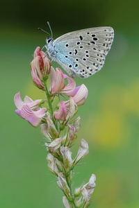 Thymian-Ameisenbläuling in der Gewürzküche