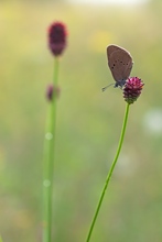 ~ Nach dem Regen ... ~