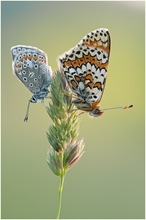 Gescheckt und blau