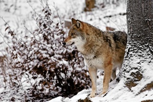 Ludwigsthaler Wolf