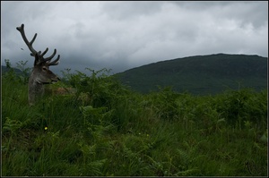 Highland Hirsch 2