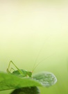 Aussichtsplattform