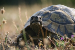 Griechische Landschildkröte "Testudo hermanni boettgeri"