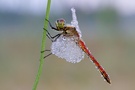 Farbenfrohe Sumpf-Heidelibelle