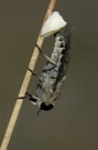 >>>-- Bremslicht --<<<